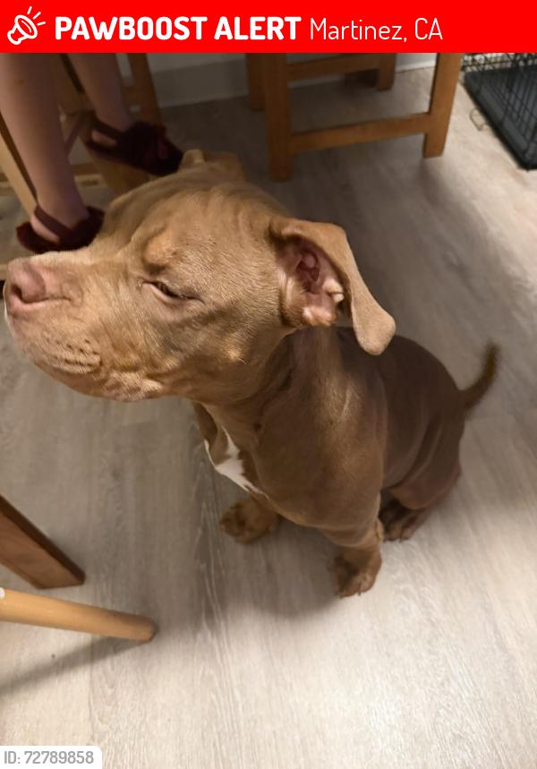 Lost Female Dog last seen walmart shopping center in martinez Ca, Martinez, CA 94553