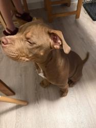 Lost Female Dog last seen walmart shopping center in martinez Ca, Martinez, CA 94553