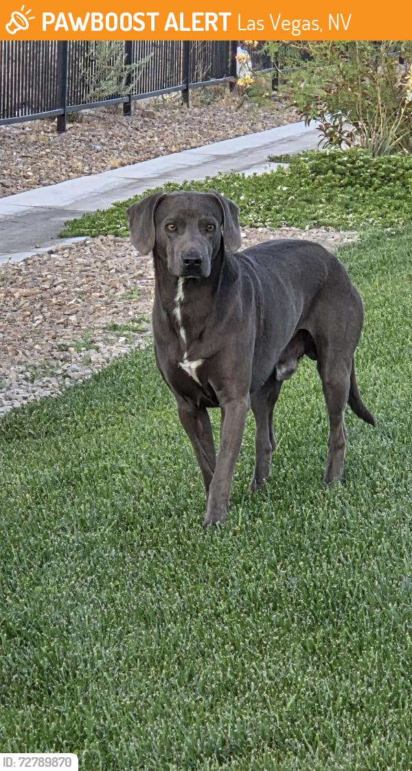 Found/Stray Male Dog last seen Near Harristown Dr, Las Vegas, NV 89115