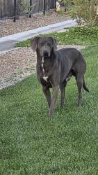 Found/Stray Male Dog last seen Near Harristown Dr, Las Vegas, NV 89115