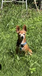 Lost Male Dog last seen Lovers lane and Daniel st , Arlington, TX 76010