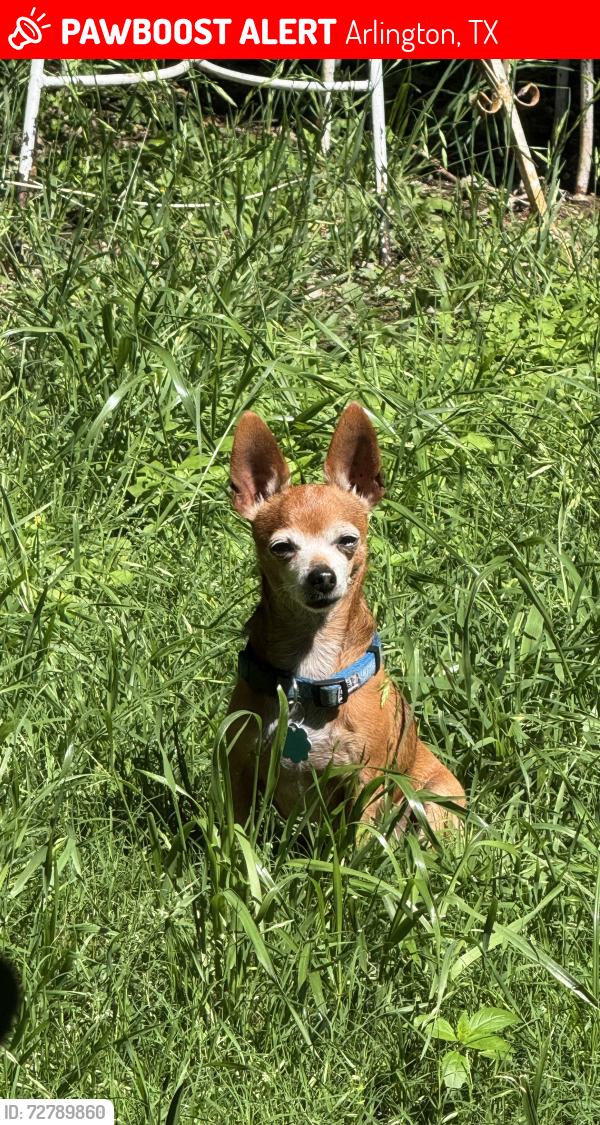 Lost Male Dog last seen Lovers lane and Daniel st , Arlington, TX 76010