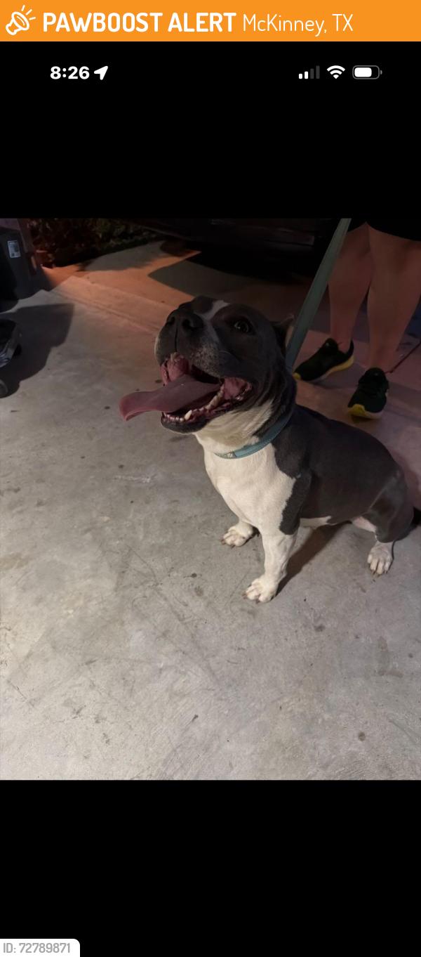 Found/Stray Female Dog last seen McKinney Ranch and Hardin Blvd, McKinney, TX 75070