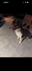 Found/Stray Female Dog last seen McKinney Ranch and Hardin Blvd, McKinney, TX 75070