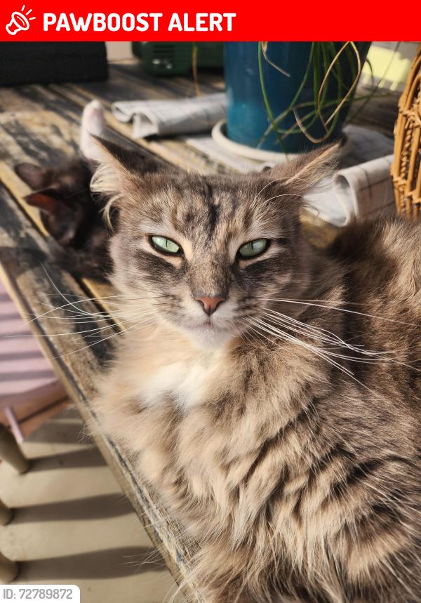 Lost Female Cat last seen Stone creek road, Upper Coomera, QLD 4209
