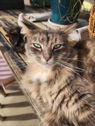 Lost Female Cat last seen Stone creek road, Upper Coomera, QLD 4209