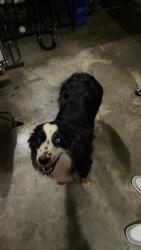 Found/Stray Unknown Dog last seen Kelly rd , Bowling Green, KY 41201