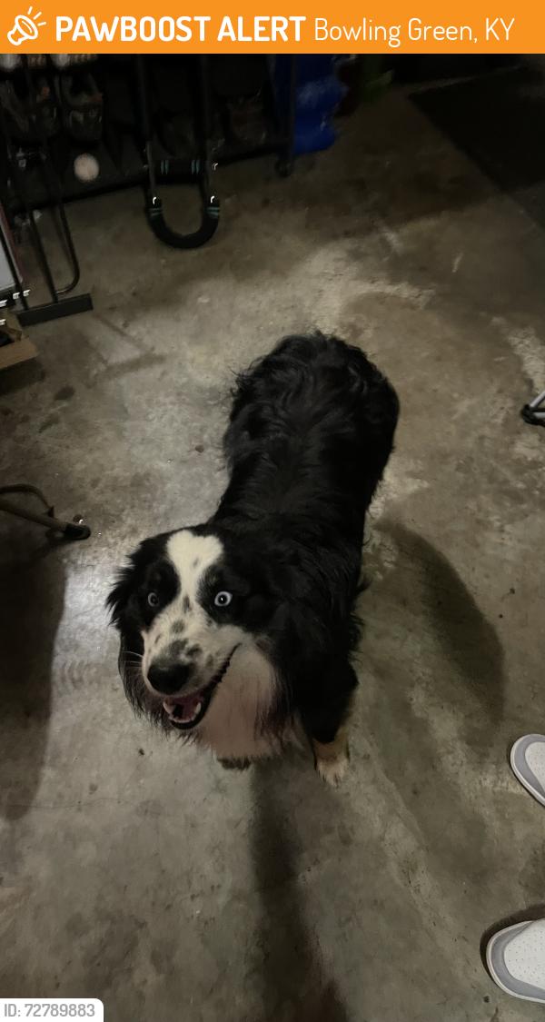 Found/Stray Unknown Dog last seen Kelly rd , Bowling Green, KY 41201