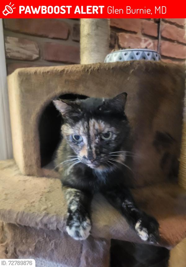 Lost Female Cat last seen Patsy Ave and Steimly, Glen Burnie, MD 21060