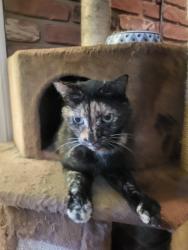Lost Female Cat last seen Patsy Ave and Steimly, Glen Burnie, MD 21060