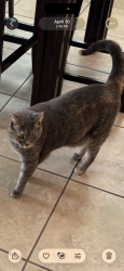 Lost Female Cat last seen Molly Circle and Richardson Rd. , Sarasota, FL 34232