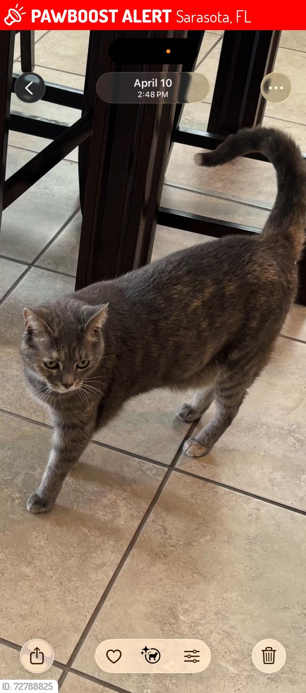 Lost Female Cat last seen Molly Circle and Richardson Rd. , Sarasota, FL 34232