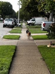 Found/Stray Unknown Dog last seen Sycamore school road, Fort Worth, TX 76133