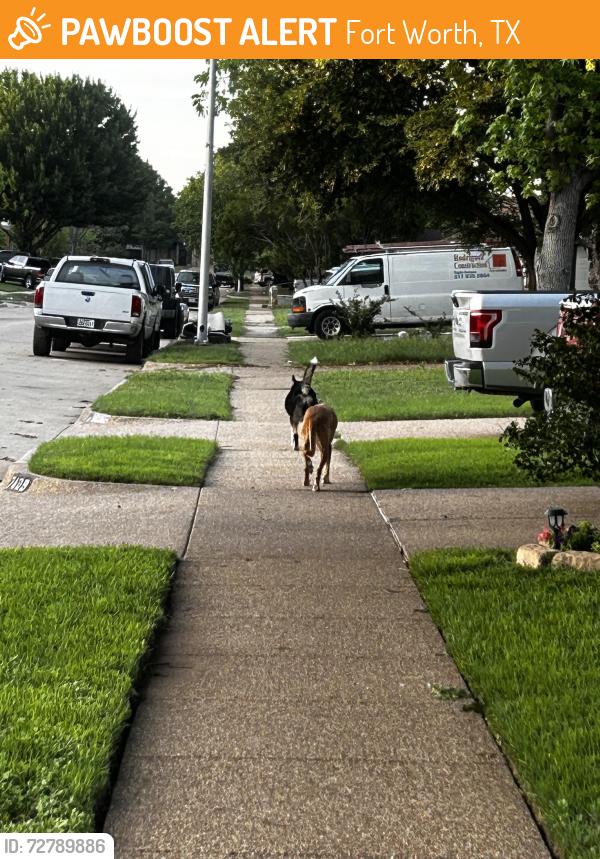 Found/Stray Unknown Dog last seen Sycamore school road, Fort Worth, TX 76133
