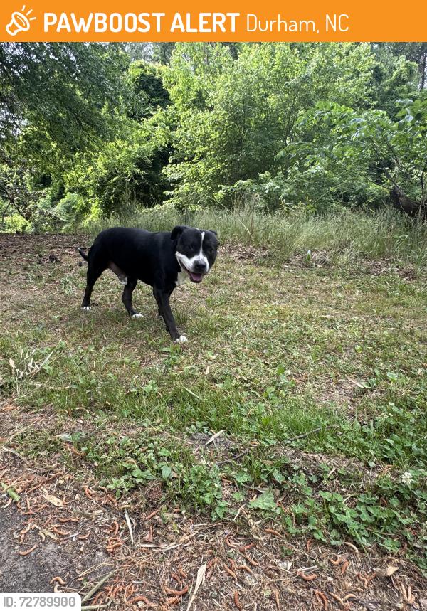 Found/Stray Male Dog last seen West Ellerby Trail, Durham, NC 27705