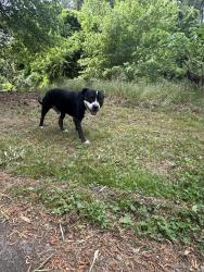 Found/Stray Male Dog last seen West Ellerby Trail, Durham, NC 27705