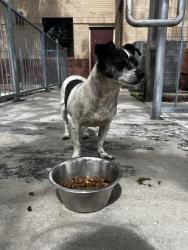 Found/Stray Female Dog last seen Near Nile Street, Austin, TX 78702