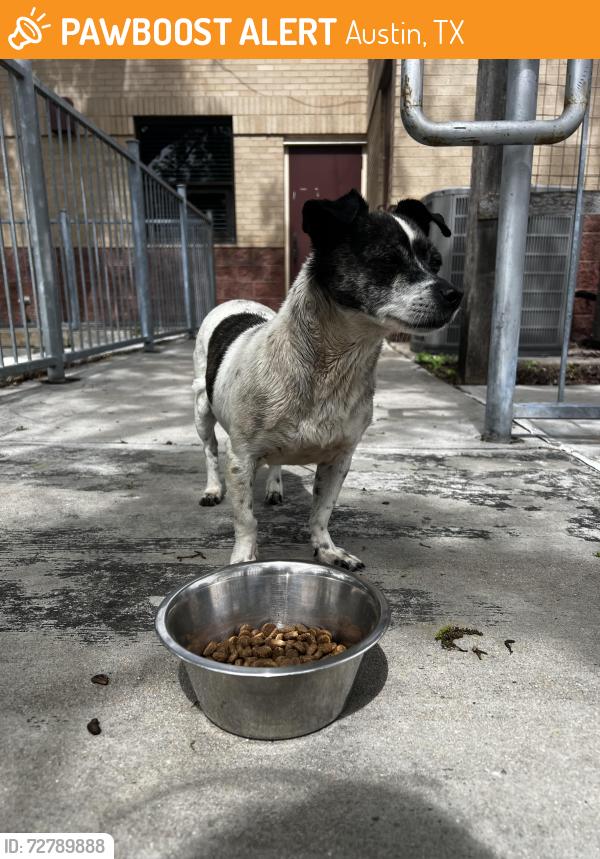 Found/Stray Female Dog last seen Near Nile Street, Austin, TX 78702