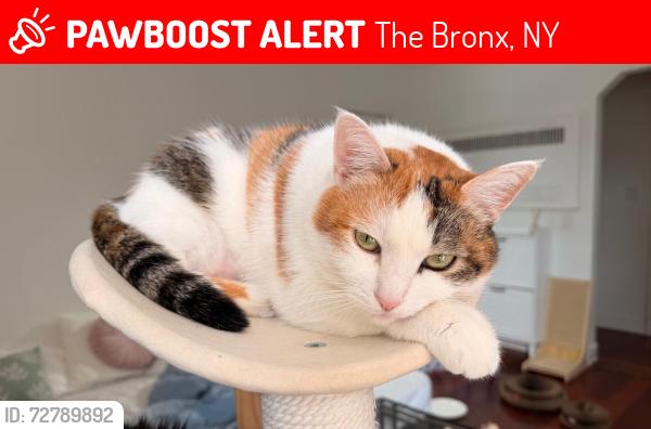 Lost Female Cat last seen Pelham bay park, in a pipe at Hutchinson riverfront, The Bronx, NY 10475