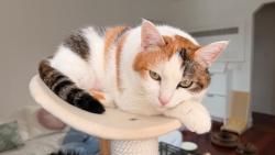 Lost Female Cat last seen Pelham bay park, in a pipe at Hutchinson riverfront, The Bronx, NY 10475