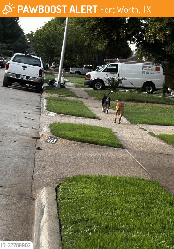 Found/Stray Unknown Dog last seen Sycamore school road, Fort Worth, TX 76133