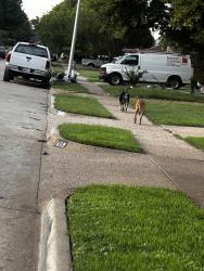 Found/Stray Unknown Dog last seen Sycamore school road, Fort Worth, TX 76133