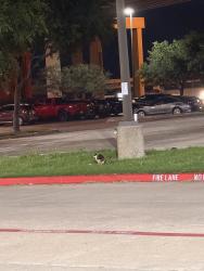 Found/Stray Unknown Cat last seen Near byp, Lewisville, TX 75067