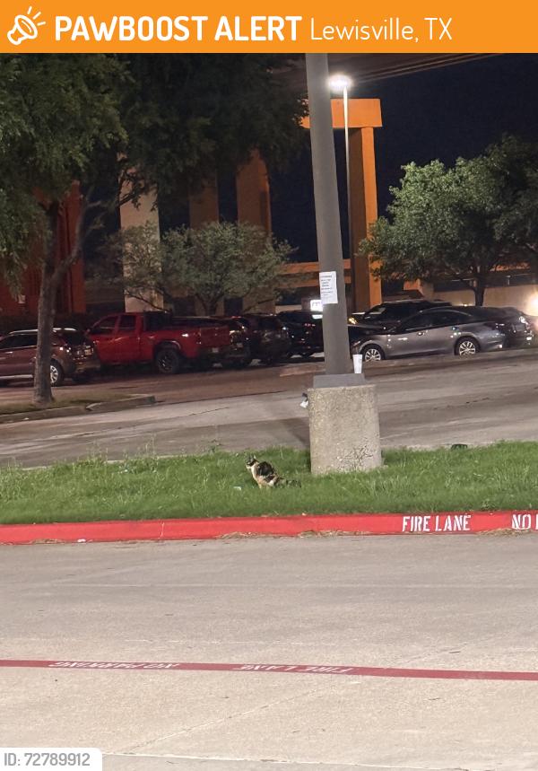 Found/Stray Unknown Cat last seen Near byp, Lewisville, TX 75067