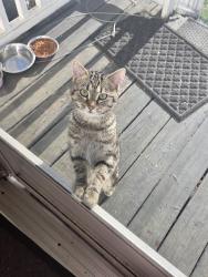 Lost Female Cat last seen 107/ Chuckey Pike area, Greene County, TN 37641