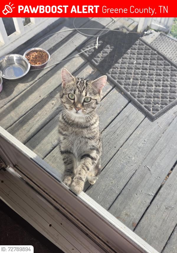 Lost Female Cat last seen 107/ Chuckey Pike area, Greene County, TN 37641