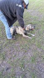 Found/Stray Male Dog last seen Ten mile rd, Santa Rosa County, FL 32571