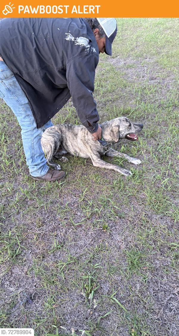 Found/Stray Male Dog last seen Ten mile rd, Santa Rosa County, FL 32571