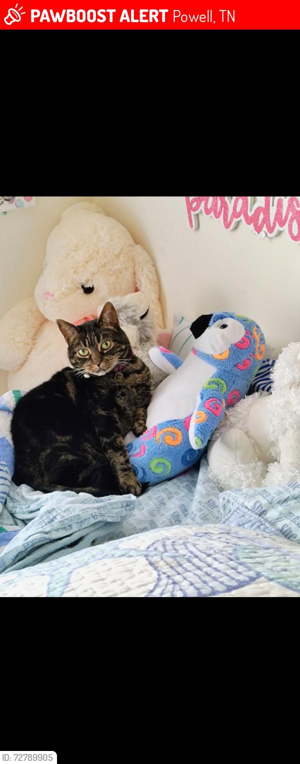 Lost Female Cat last seen Shropshire Rd, Powell, TN 37849
