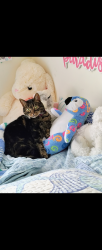 Lost Female Cat last seen Shropshire Rd, Powell, TN 37849