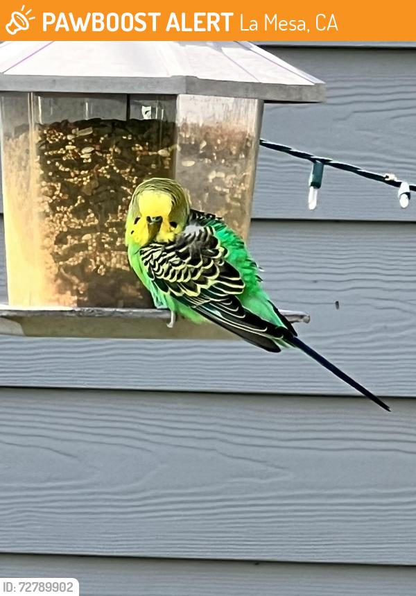 Found/Stray Unknown Bird last seen Bonita and Harbinson , La Mesa, CA 91942