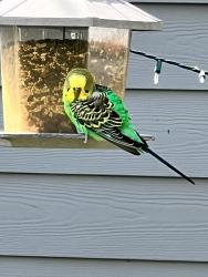 Found/Stray Unknown Bird last seen Bonita and Harbinson , La Mesa, CA 91942
