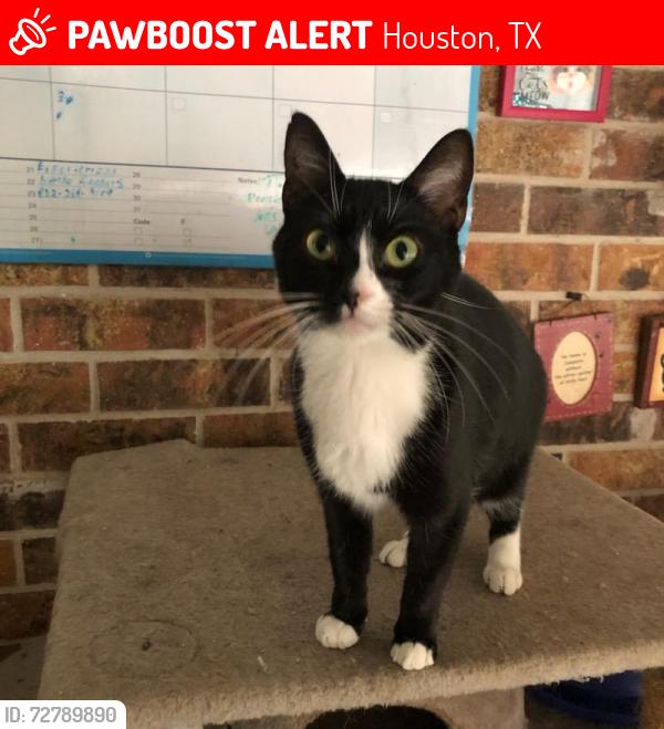 Lost Female Cat last seen Edgemoor drive and Osage, Houston, TX 77036