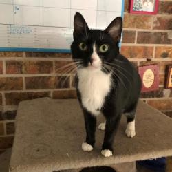 Lost Female Cat last seen Edgemoor drive and Osage, Houston, TX 77036