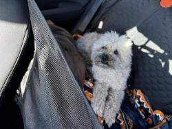Lost Male Dog last seen Near Tracy Manor Yukon  OK 73099 United States, Yukon, OK 73099