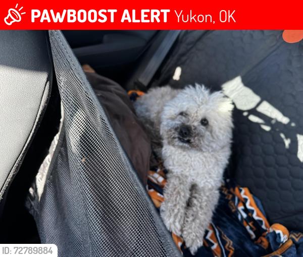 Lost Male Dog last seen Near Tracy Manor Yukon  OK 73099 United States, Yukon, OK 73099