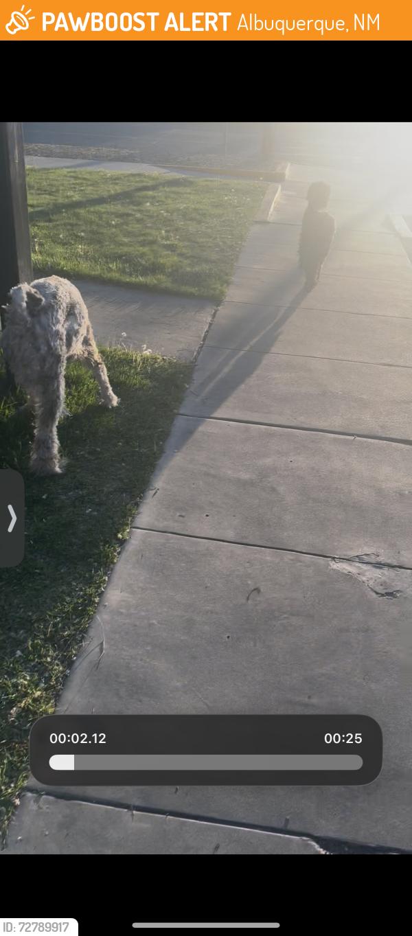 Found/Stray Unknown Dog last seen CAT building, Albuquerque, NM 87106