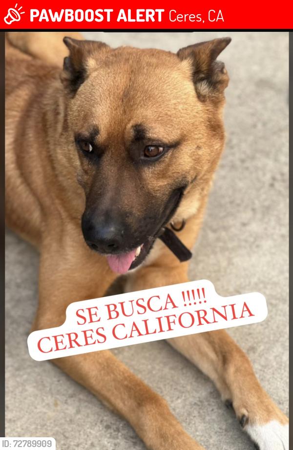 Lost Male Dog last seen Morgan Rd ceres ca, Hackett rd, E Whitmore Ave, Service Rd , Ceres, CA 95358