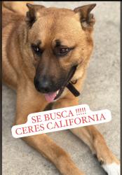 Lost Male Dog last seen Morgan Rd ceres ca, Hackett rd, E Whitmore Ave, Service Rd , Ceres, CA 95358