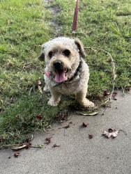Lost Male Dog last seen Scenic/Rose, Modesto, CA 95355