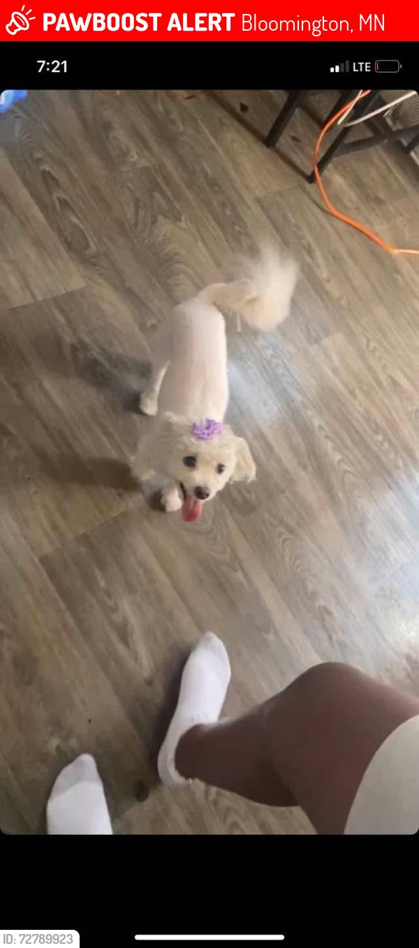 Lost Female Dog last seen By moa and ihop , Bloomington, MN 55425