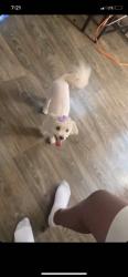 Lost Female Dog last seen By moa and ihop , Bloomington, MN 55425