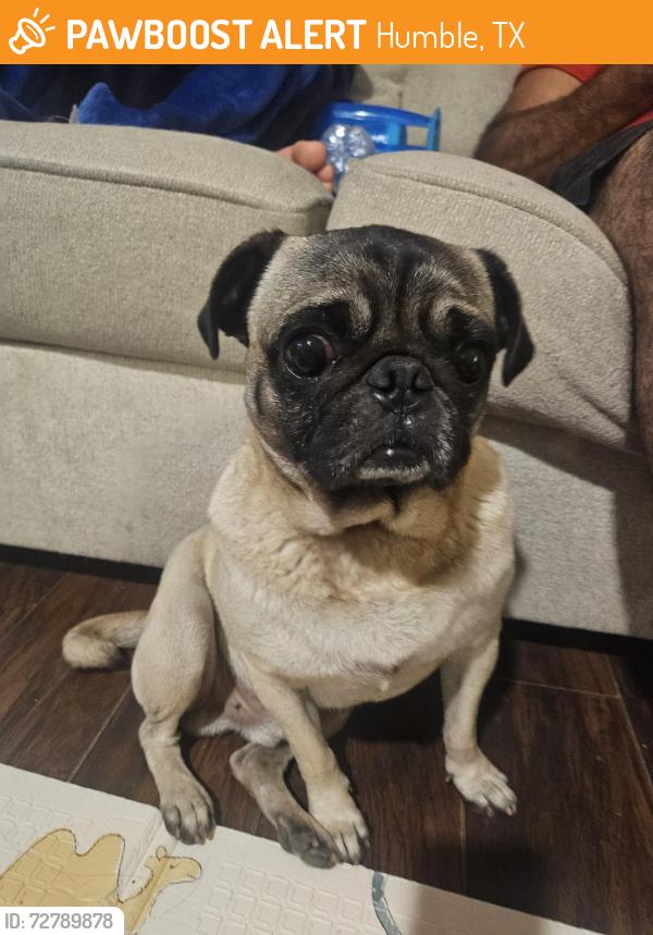 Found/Stray Male Dog last seen Near wilson rd, Humble, TX 77396
