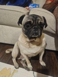 Found/Stray Male Dog last seen Near wilson rd, Humble, TX 77396