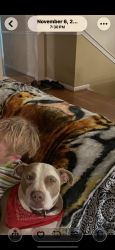 Lost Male Dog last seen Saint Louis , St. Louis, MO 63103