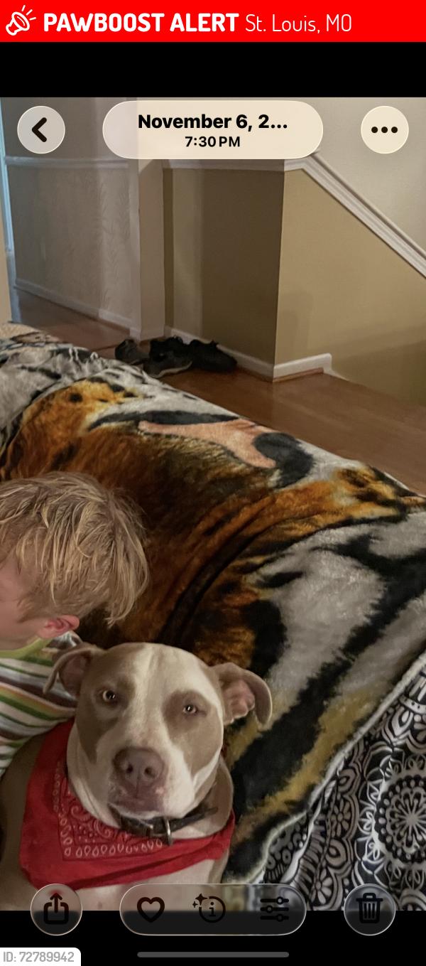 Lost Male Dog last seen Saint Louis , St. Louis, MO 63103